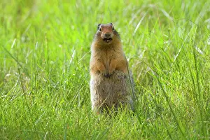 Columbian: 80187417 Columbian Ground Squirrel - single adult