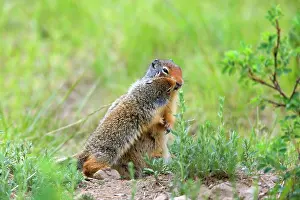 Columbian: 80187418 Columbian Ground Squirrel - young squirrel