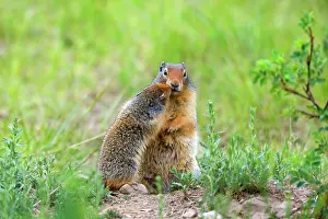 Columbian: 80187419 Columbian Ground Squirrel - young squirrel