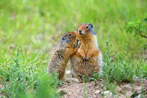 Columbian: 80187420 Columbian Ground Squirrel - young squirrel