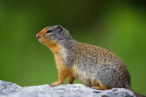 Columbian: 80187421 Columbian Ground Squirrel - single adult