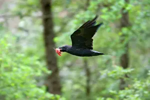 Raven: 80187422 Common raven - adult raven flying over