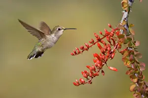 Costas: 80187427 costas hummingbird - female costa's hummingbird