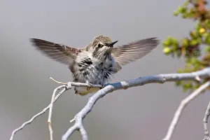 Costas: 80187428 costas hummingbird - juvenile costa's hummingbird