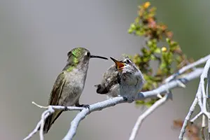 Costas: 80187429 costas hummingbird - female costa's hummingbird