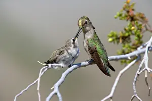 Costas: 80187430 costas hummingbird - female costa's hummingbird