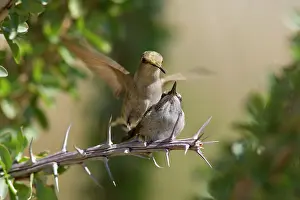 Approaching: 80187432 costas hummingbird - approaching female