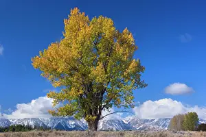 Narrowleaf: 80187433 Narrowleaf Cottonwood - single bright yellow