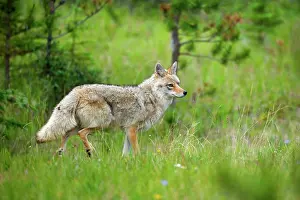 Coyote: 80187438 Coyote - adult coyote strolling through