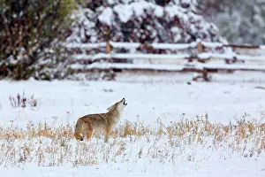 Deeply: 80187439 Coyote - deeply with snow covered landscape