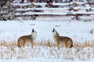 Deeply: 80187440 Coyote - deeply with snow covered landscape