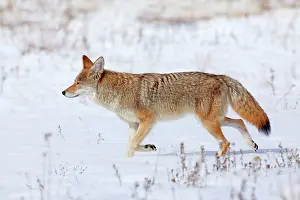 Coyote: 80187441 Coyote - adult coyote walking over snow-covered
