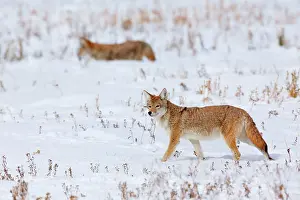 Coyote: 80187442 Coyote - two adult coyote walking over