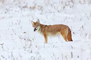 Coyote: 80187443 Coyote - adult coyote standing in snow-covered