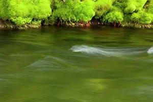 Banks: 80187448 creek - with moss covered banks of a little