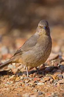 Curve: 80187452 Curve-billed thrasher - adult thrasher