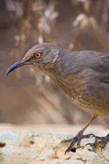 Curve: 80187453 Curve-billed thrasher - portrait of an