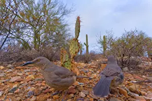Curve: 80187454 Curve-billed thrasher - two adult thrashers