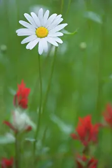 Paintbrush: 80187459 Oxeye daisy and paintbrush - flowering