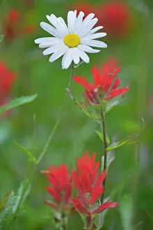 Paintbrush: 80187460 Oxeye daisy and paintbrush - flowering