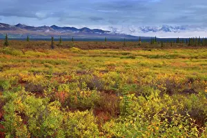 Denali: 80187475 Denali Highway - colourful autum tundra
