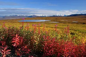Denali: 80187479 Denali Highway - last fireweed and colourful