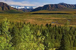 Denali: 80187481 Denali National Park - first fall colours