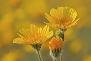 Brightly: 80187486 desert sunflower - brightly yellow blooming