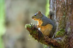 Douglas: 80187493 Douglas Squirrel - squirrel sitting on