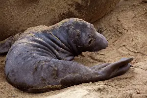 Newly: 80187520 Northern Elephant Seal - newly born pub