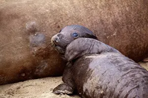 Newly: 80187521 Northern Elephant Seal - newly born pub