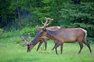 Wapitis: 80187532 Elk - two male wapitis graze on clearing