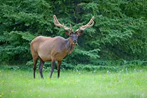 Wapiti: 80187533 Elk - male wapiti grazes on clearing in