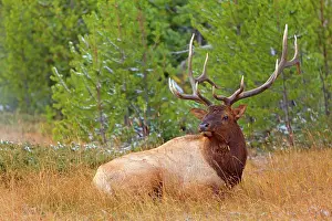 Wapiti: 80187534 Elk - impressive male wapiti laying in