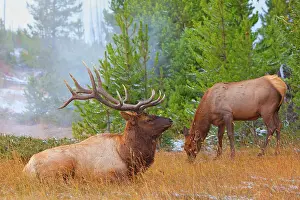 Impressive: 80187535 Elk - female grazing and impressive male