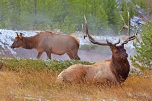 Impressive: 80187536 Elk - female grazing and impressive male