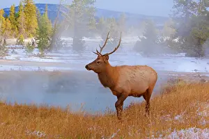 Wapiti: 80187537 Elk - younger male wapiti standing between