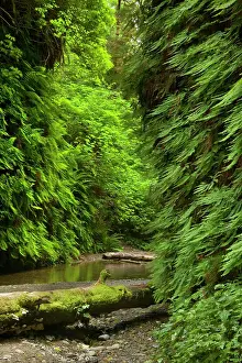Narrow: 80187548 Fern canyon - creek in narrow canyon with