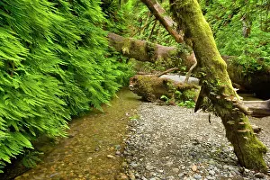 Narrow: 80187549 Fern canyon - creek in narrow canyon with
