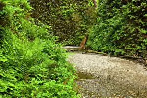 Narrow: 80187550 Fern canyon - creek in narrow canyon with
