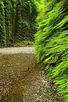Narrow: 80187551 Fern canyon - creek in narrow canyon with