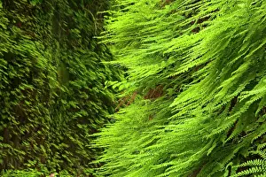 Narrow: 80187552 Fern canyon - narrow canyon with moss and