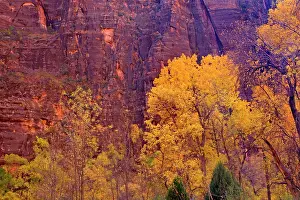 Cottonwoods: 80187558 Fremont cottonwoods - brightly yellow coloured