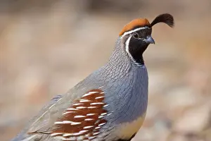 Quail: 80187559 Gambel's quail - portrait of a male adult