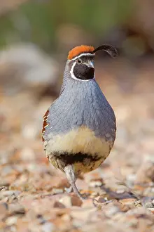 Quail: 80187560 Gambel's quail - male adult bird in the
