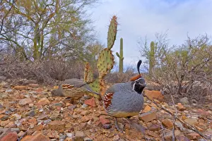 Quail: 80187561 Gambel's quail - male and female adult