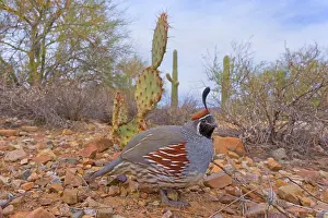 Quail: 80187562 Gambel's quail - male adult bird foraging