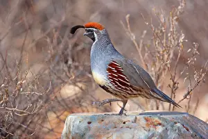 Quail: 80187563 Gambel's quail - male adult bird on a rock