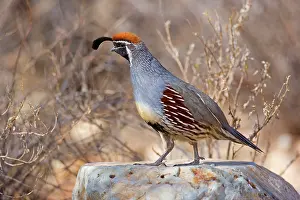 Quail: 80187564 Gambel's quail - male adult bird on a rock