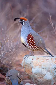 Quail: 80187565 Gambel's quail - male adult bird on a rock